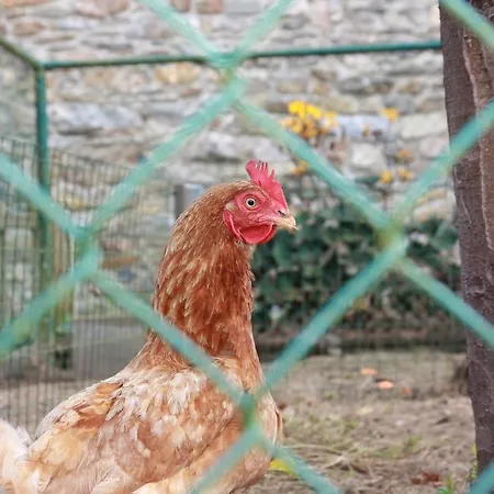 La Ferme Au Coin 1-2-3 * Lierneux